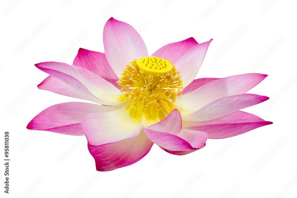 Blooming lotus flower on isolate white background.