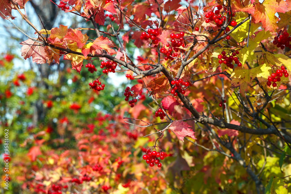 Berries viburnum in the fall Berries viburnum in the fall