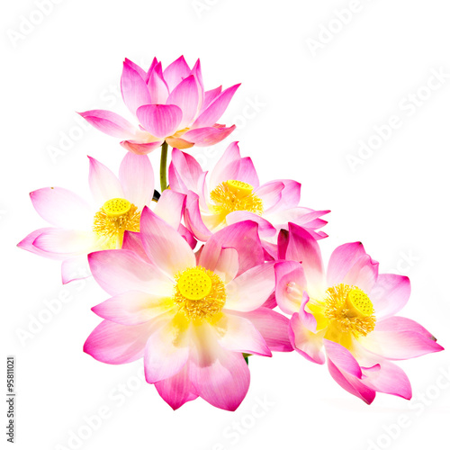 Blooming lotus flower on isolate white background. © noppharat