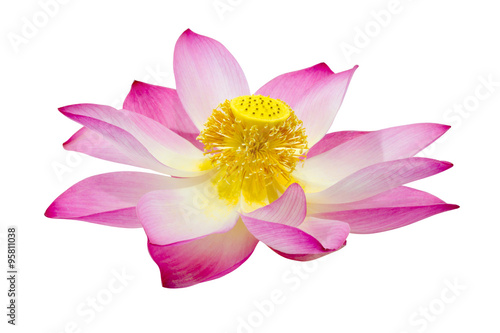 Blooming lotus flower on isolate white background.