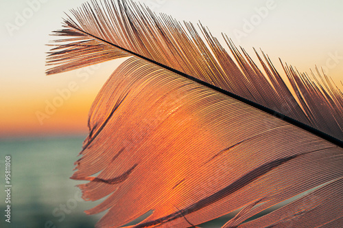 Fototapeta niebo świt natura zwierzę