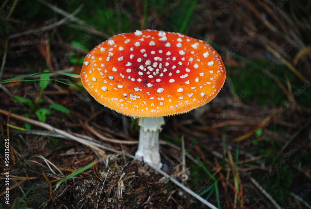 dieses Prachtexemplar habe ich in einem Mischwald gefunden dieses Prachtexemplar habe ich in einem Mischwald gefunden