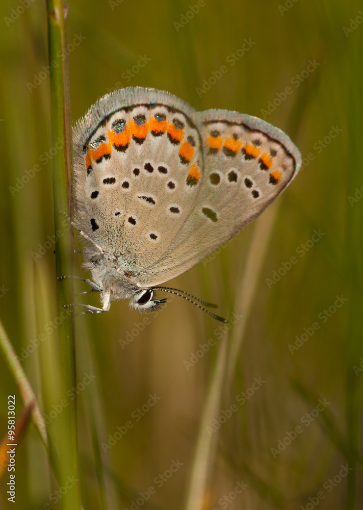 Fototapeta premium Karner Blue Butterfly