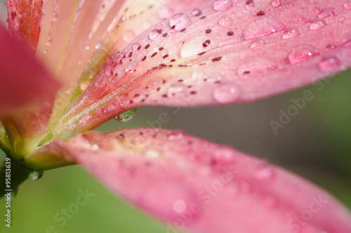 Abstract background tiger lily after rain soft focused closeup