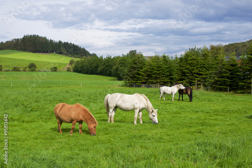 Horses on pasture/ Four horses feeding on field of grass in Norwegian countryside around Stavanger.