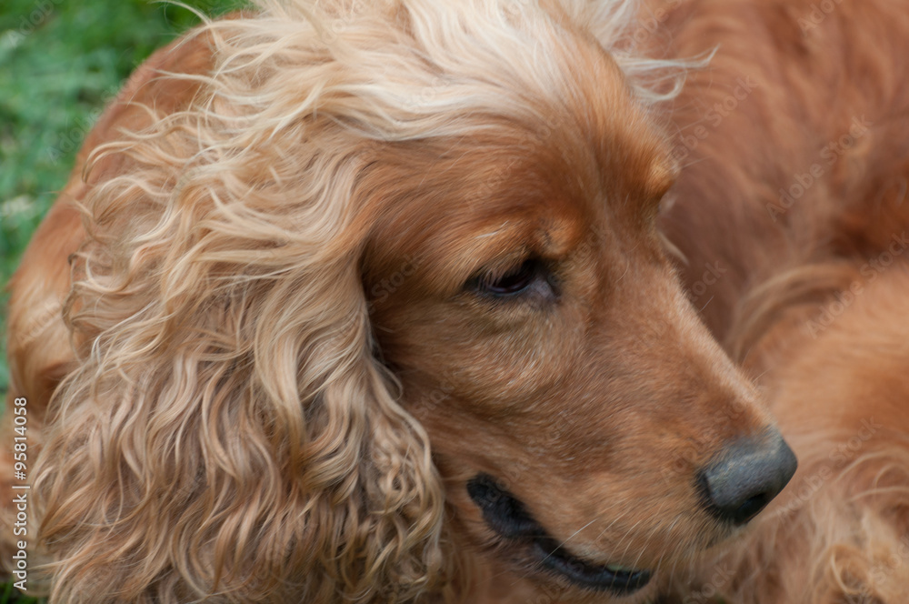 cute Cocker Spaniel looking down