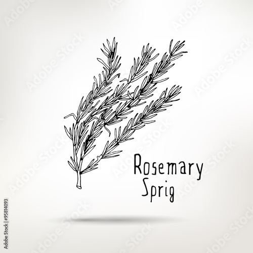 Rosemary ink drawn sprig