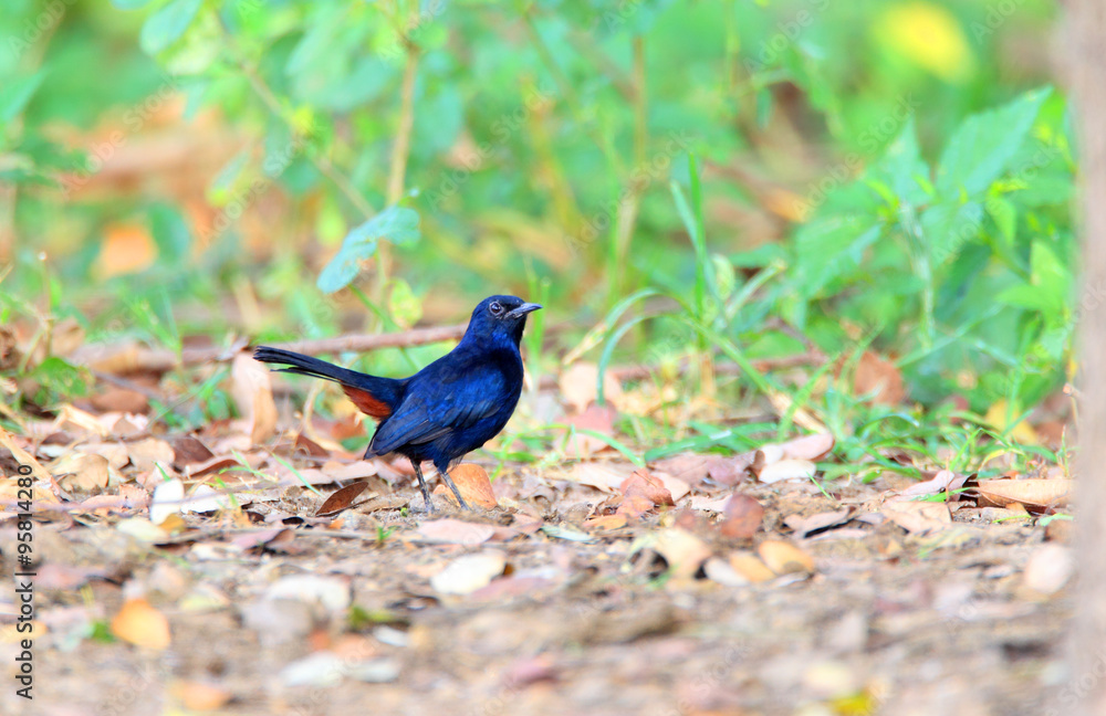 Indian Robin (Saxicoloides fulicatus) in Sri Lanka Indian Robin (Saxicoloides fulicatus) in Sri Lanka