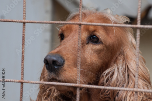 Cocker Spaniel portrait in a cage
