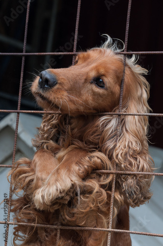 Cocker Spaniel in a cage, looking to the left