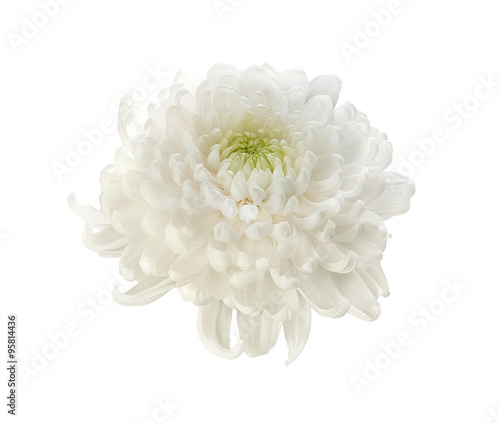Beautiful white chrysanthemum