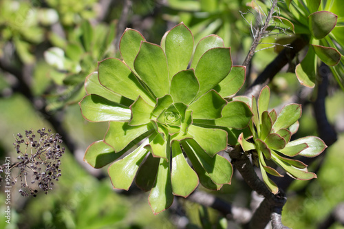 detail of a single floret of a green Aeonium arboreum
