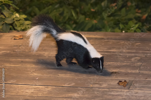 Skunk in Backyard Patio photo