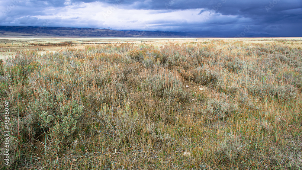 Obraz premium Prairie Grasses