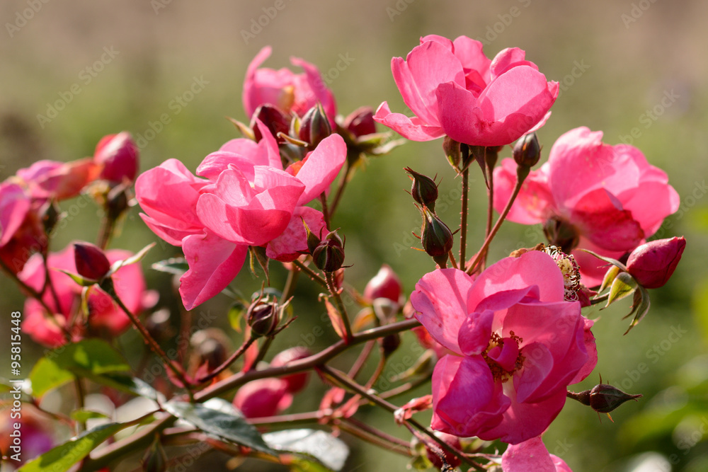 Obraz premium Red Flower