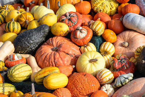 Pumkins