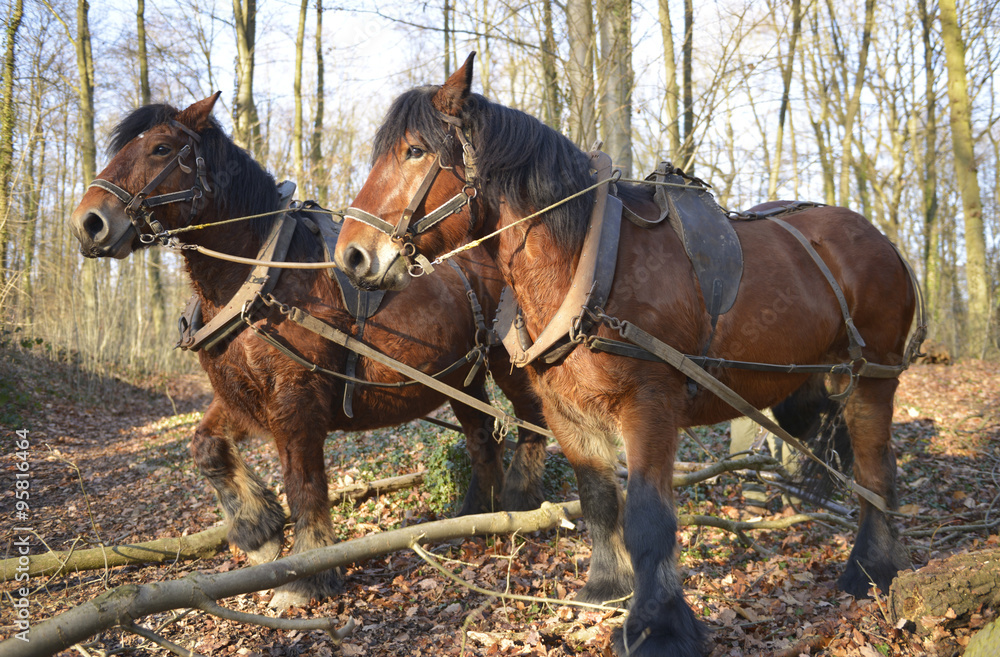 chevaux de débardag