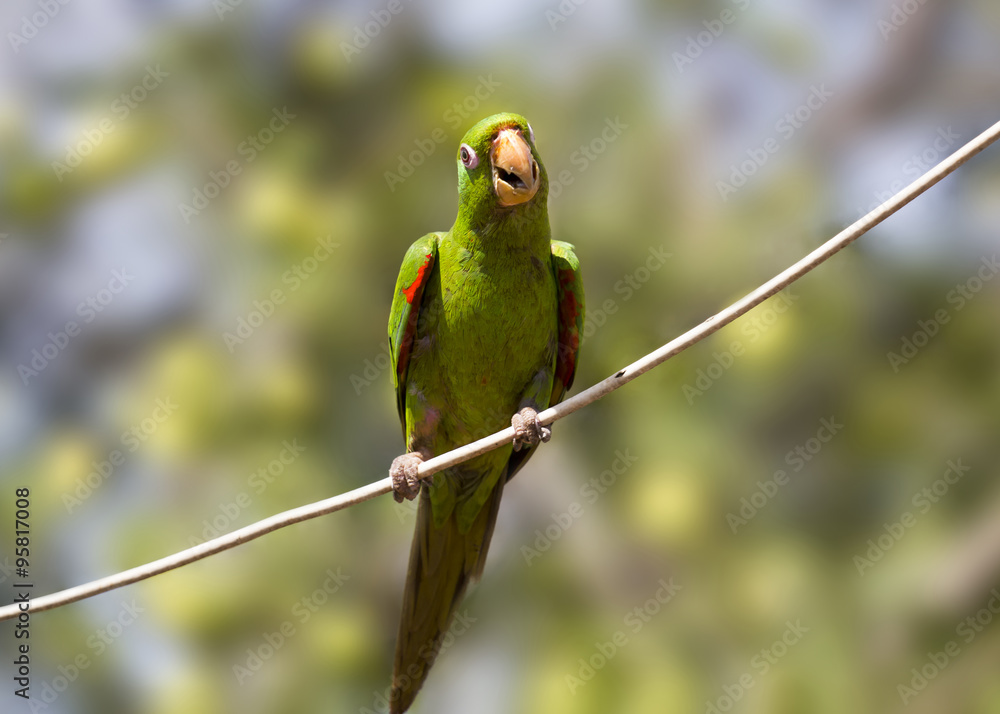 Fototapeta premium Pionus or green parrot against blurred background. Pionus is a genus of medium-sized parrots native to Mexico, and Central and South America.