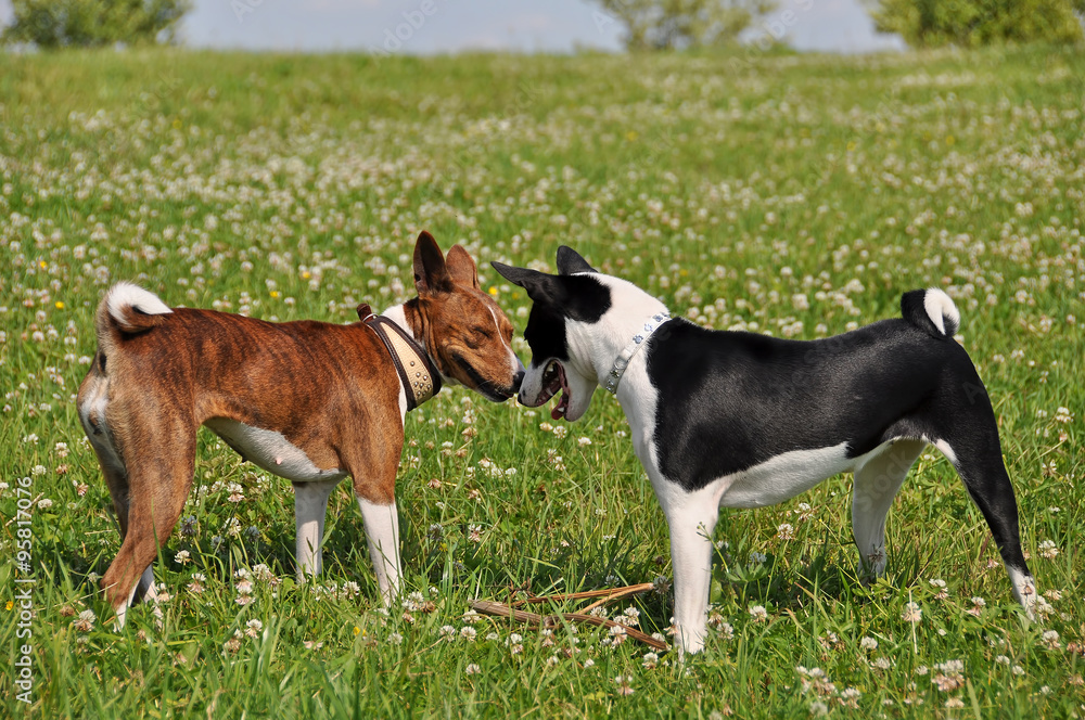 basenji dogs sniffing each other in the nose basenji dogs sniffing each other in the nose