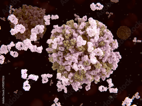 Antikörper binden an Viren (Influenza-Viren) photo