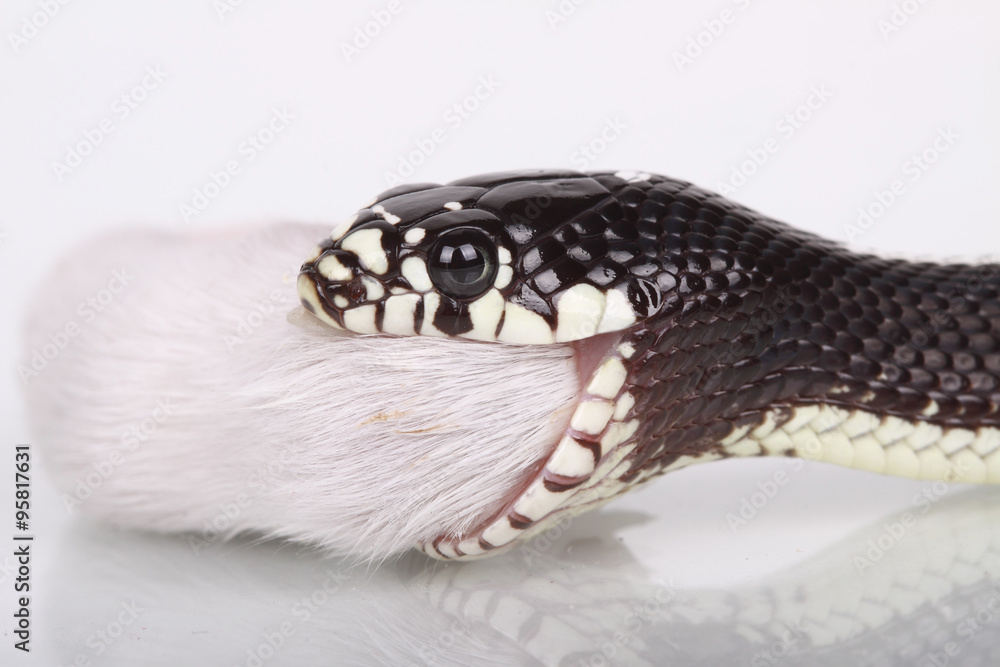 Obraz premium Desert snake eating