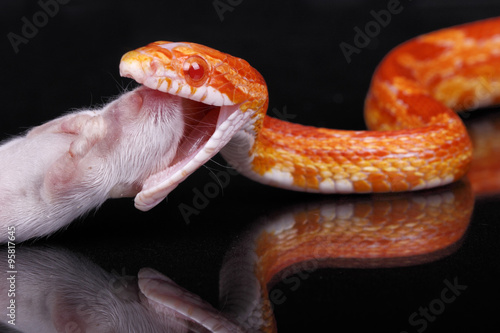 Corn Snake eating