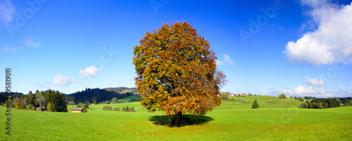 Große Buche als Einzelbaum im Herbst in Bayern
