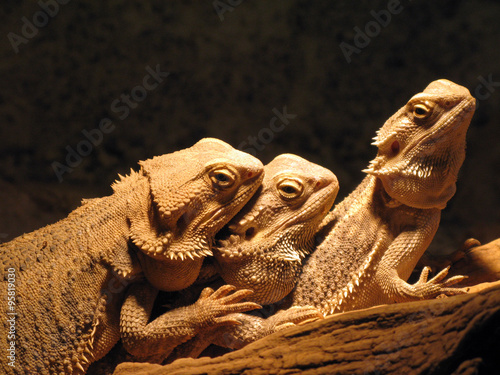 Iguana photo