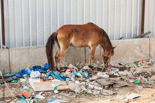 A horse in Thailand stands in the waste and its own excrement.