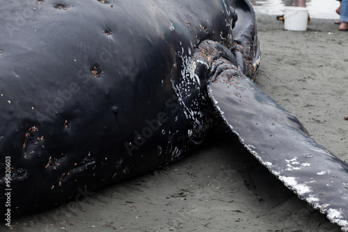 Juvenile Humpback whale washes ashore and died photo