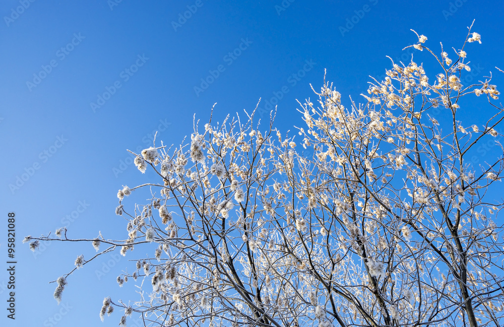 The snowy crowns of trees against the sky The snowy crowns of trees against the sky