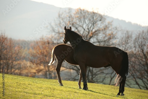 Mare in the pasture with a young horse