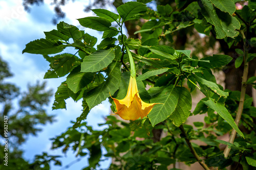 Желтый цветок дурмана photo