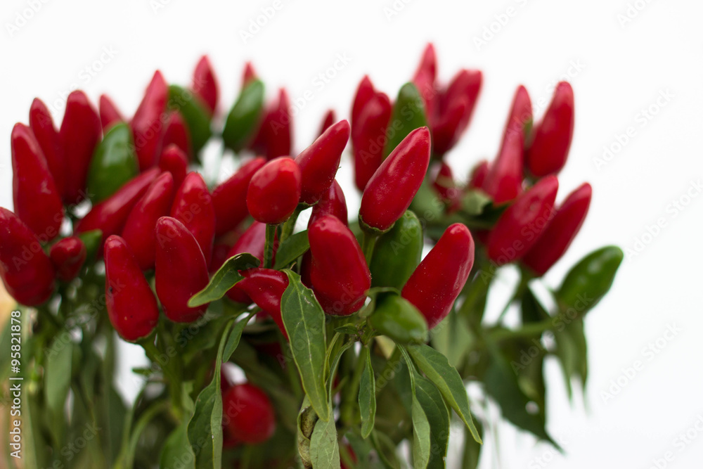 Fototapeta premium Rosso Peperoncino