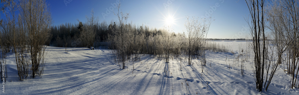 Footprints in the snow leading into the forest.Panorama