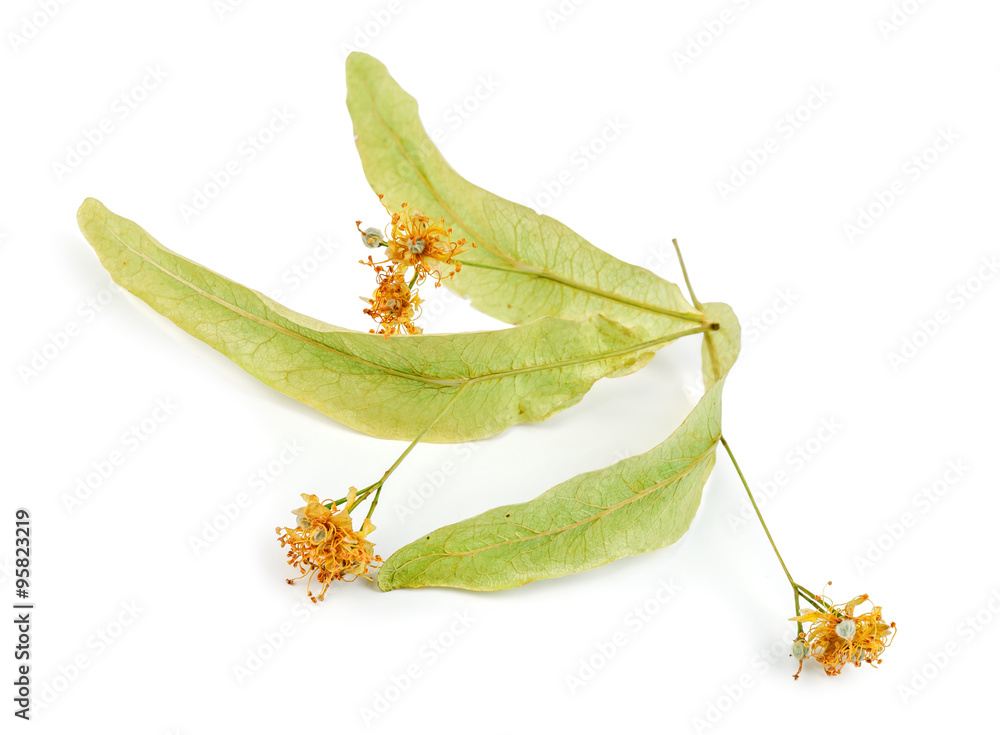 Obraz premium linden6