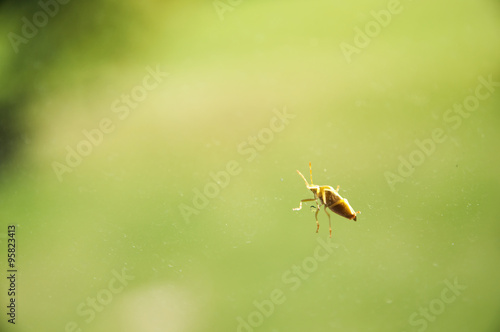 beetle on window © blackmilan