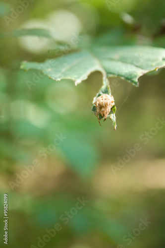 Foto spider sitting on a leaf