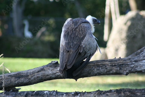 фотографія african white-backed vulture