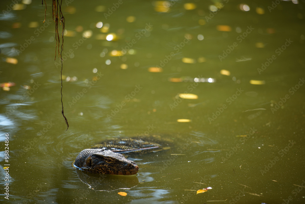 Asian water monitor in water Asian water monitor in water