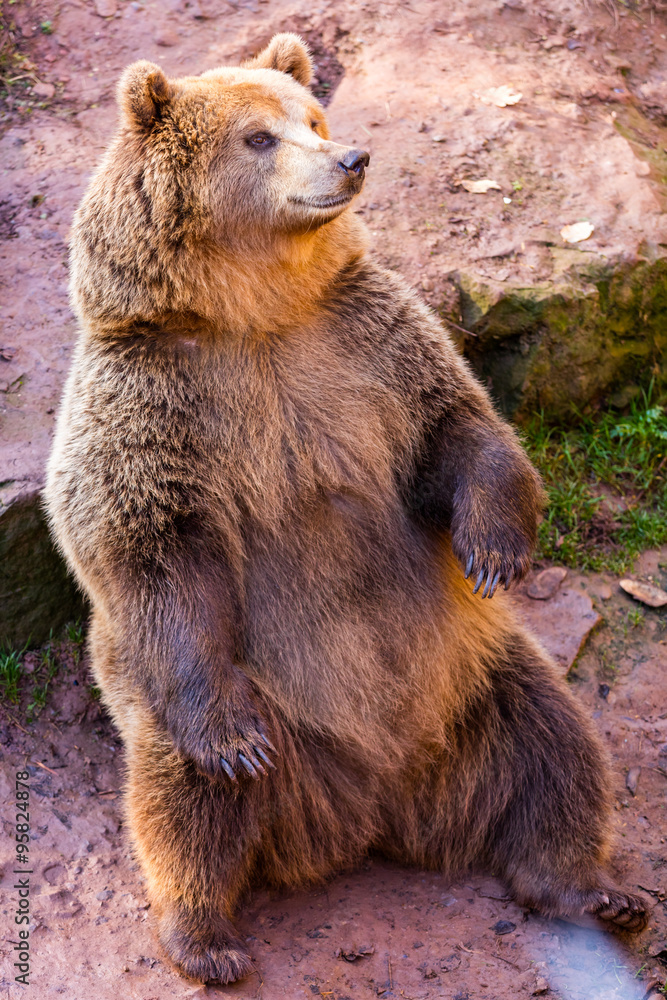 Fototapeta premium Braunbär