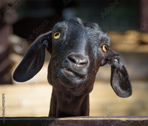 Fotografia Black goat closeup