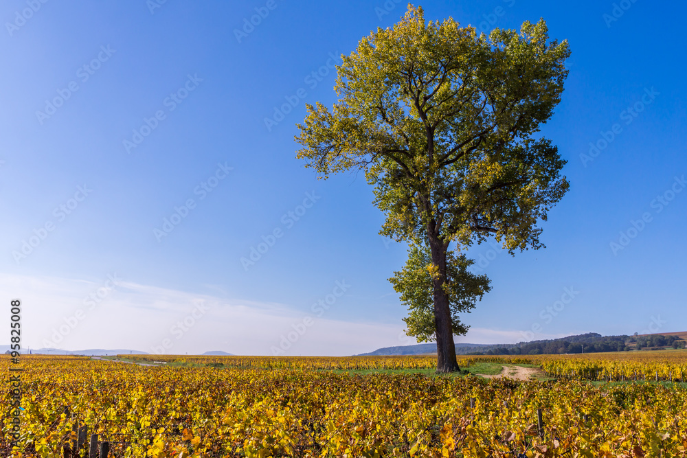 chêne dans les vignes chêne dans les vignes