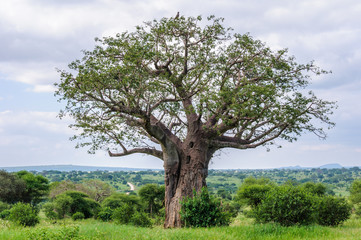 Leinwandbilder Baobab Adler auf Baobab in Tarangire Tansania  © kovgabor79
