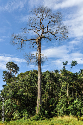 Dead tree in the Amazon Rainforest, Brazil