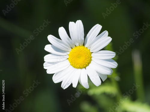 Daisy flower in bloom