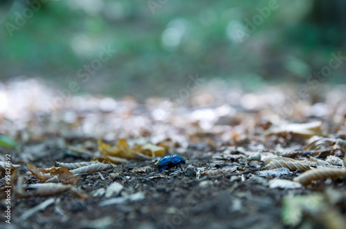 beetle in the forest