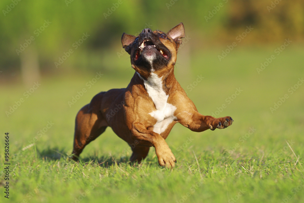 Staffordshire bull terrier running