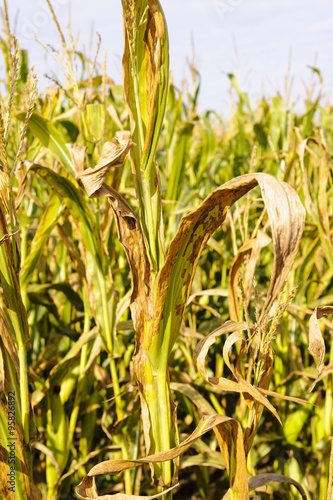 Mais und Trockenheit