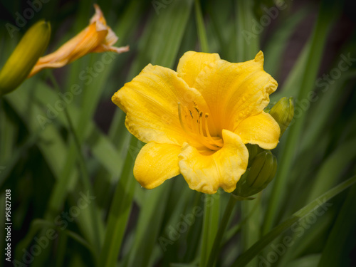 Daylily in bloom